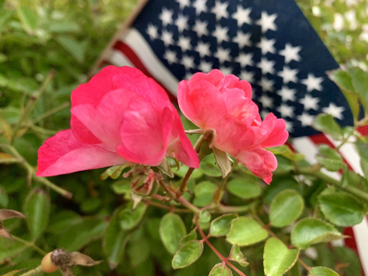 Rare Pink White Drift Rose Groundcover - Seeds – Heirloom, Non-GMO, High Germination Organic Garden Seeds