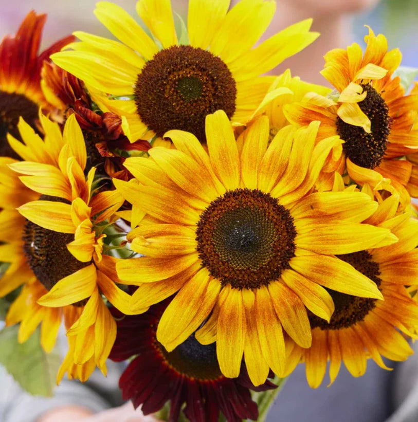 Sunflower LANDSCAPER S SUNSET MIX Tall Branching Autumn Colors Seeds – Heirloom, Non-GMO, High Germination Organic Garden Seeds
