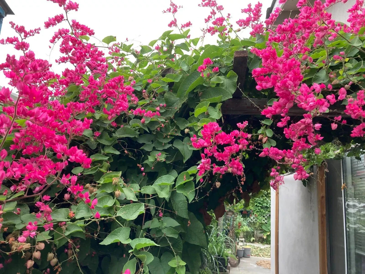 CORAL VINE SEEDS Antigonon Leptopus Mexican Creeper Chain of Love Pink Flower – Heirloom, Non-GMO, High Germination Organic Garden Seeds