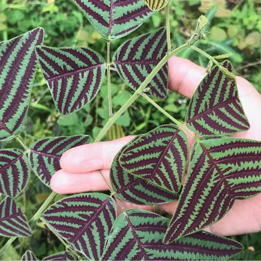 Rare Bold COLOR LARGE LEAF Christia Obcordata Butterfly Wing Plant heirloom non-GMO seeds