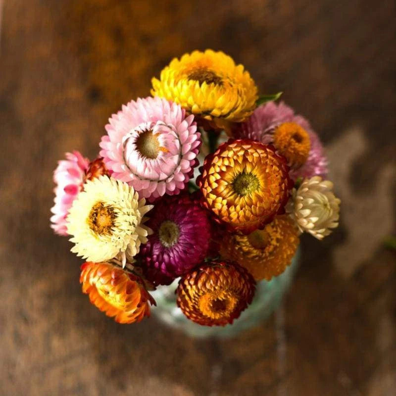 STRAWFLOWER DWARF Mixed Dried Flowers Cut Flowers Tall Seeds – Heirloom, Non-GMO, High Germination Organic Garden Seeds