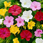 Four O Clock Seeds Marvel Of Peru Mixed Flower Seeds heirloom non-gmo seeds