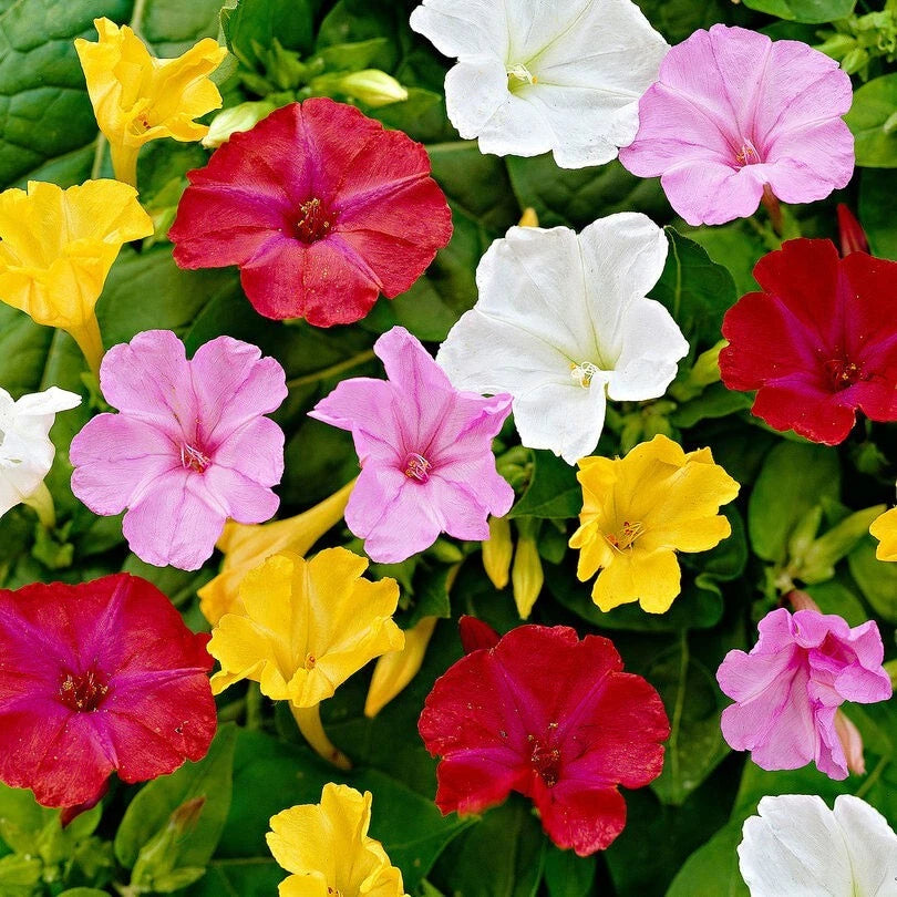 Four O Clock Seeds Marvel Of Peru Mixed Flower Seeds heirloom non-gmo seeds