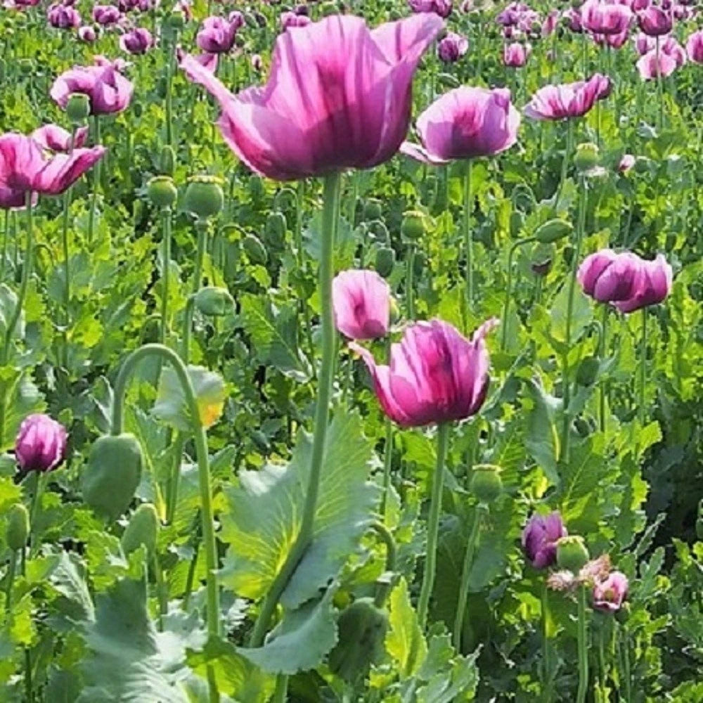 Hungarian Papavaer Somniferum Poppy Seeds For Planting Giant Flowers Pods – Heirloom, Non-GMO, High Germination Organic Garden Seeds