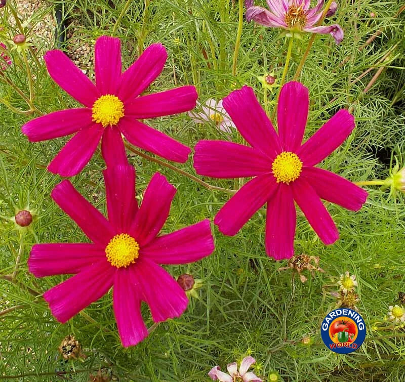 Cosmos RED DAZZLER Flower Seeds - Attracts Bees Butterflies Birds – Heirloom, Non-GMO, High Germination Organic Garden Seeds