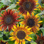 Sunflower TALL MARDI GRAS Orleans Mix Bees Butterflies Seeds Helianthus annuus heirloom non-GMO seeds