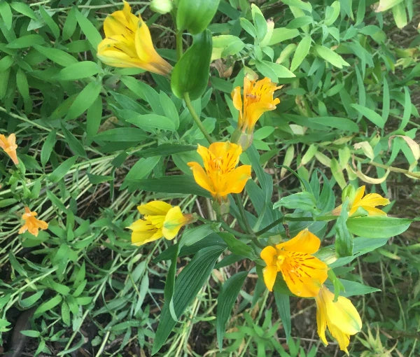 Alstroemeria aurea Yellow Parrot Lily Seeds heirloom non-gmo seeds