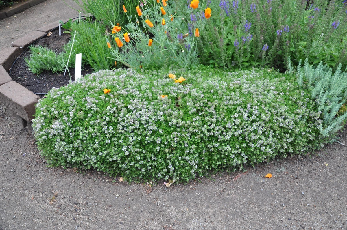 COMMON THYME Seeds English German Perennial Herb Garden Container – Heirloom, Non-GMO, High Germination Organic Garden Seeds