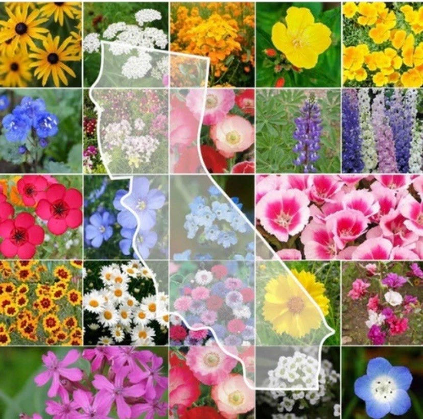 California Wildflower Seed Mix landscapes into colorful Flowers Various Wildflower Species heirloom non-gmo seeds