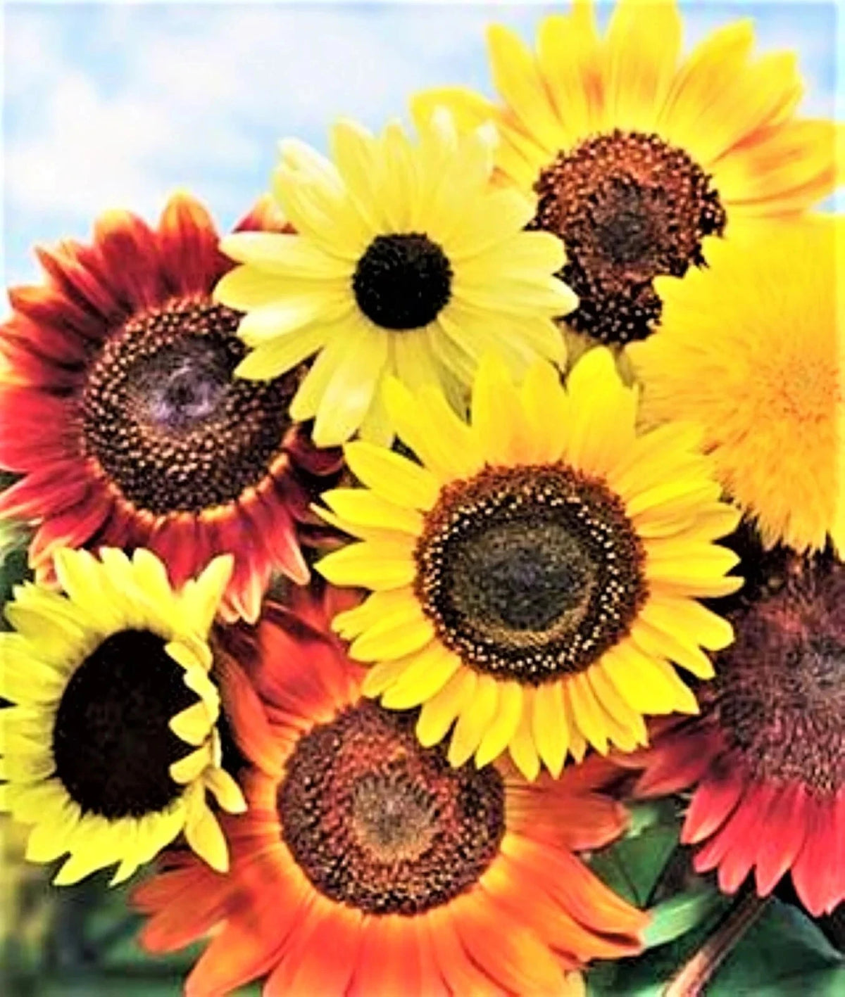 Species Mix Variety Sunflower Seeds Selection Sun Flower Helianthus annuus heirloom non-gmo seeds