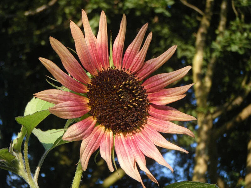 Sunflower Seeds Indian Blanket Wildflower Annual SELLER SHIPPING Helianthus annuus heirloom non-GMO seeds