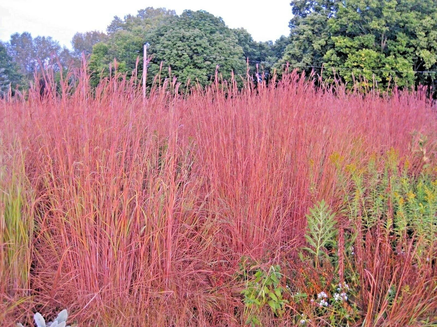 BIG BLUESTEM Seeds Native Tall Grass Prairie Ornamental Drought Heat Cold – Heirloom, Non-GMO, High Germination Organic Garden Seeds