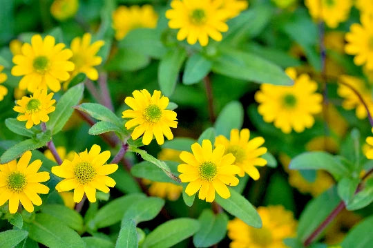 Creeping Zinnia Ground Cover Rock Garden Flower Seeds BULK Shipping Seeds – Heirloom, Non-GMO, High Germination Organic Garden Seeds