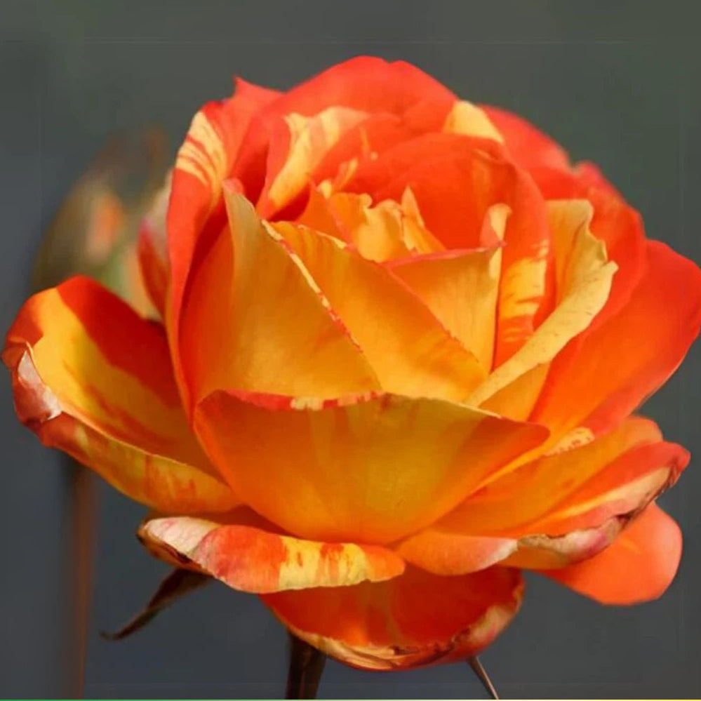 Orange White Perennial Flower Rose Seeds – Heirloom, Non-GMO, High Germination Organic Garden Seeds