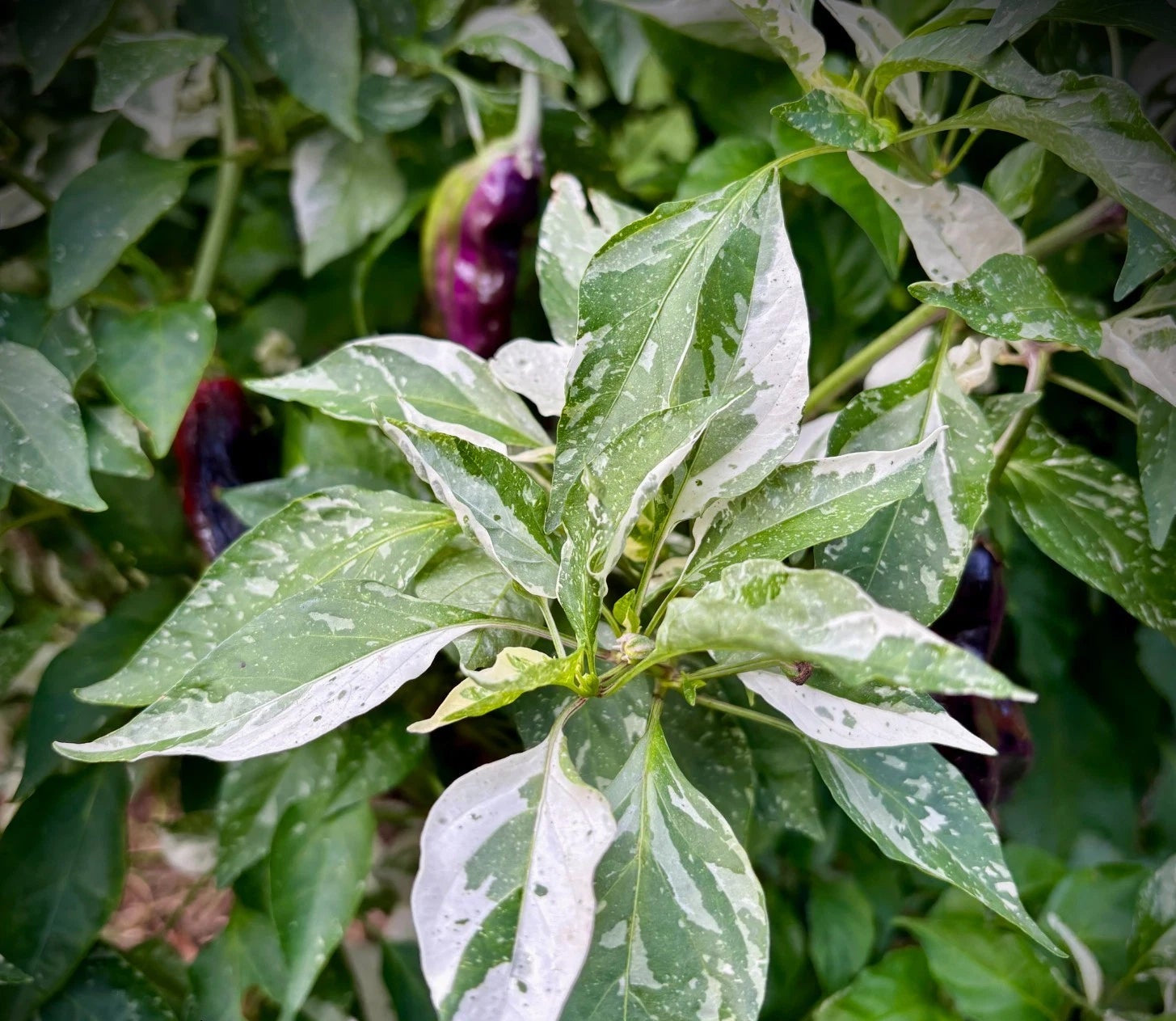 Bryans Blood Variegated Pepper Seeds – Heirloom, Non-GMO, High Germination Organic Garden Seeds