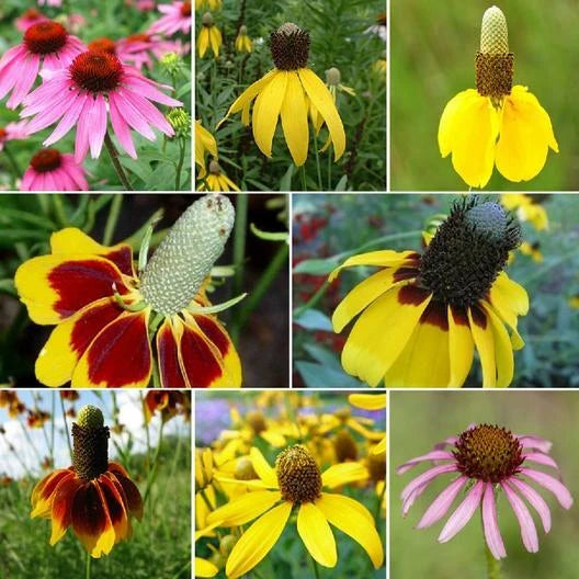 Coneflower CONEHEAD Mix Echinacea Perennials Finches Love Seeds Seeds heirloom non-GMO seeds