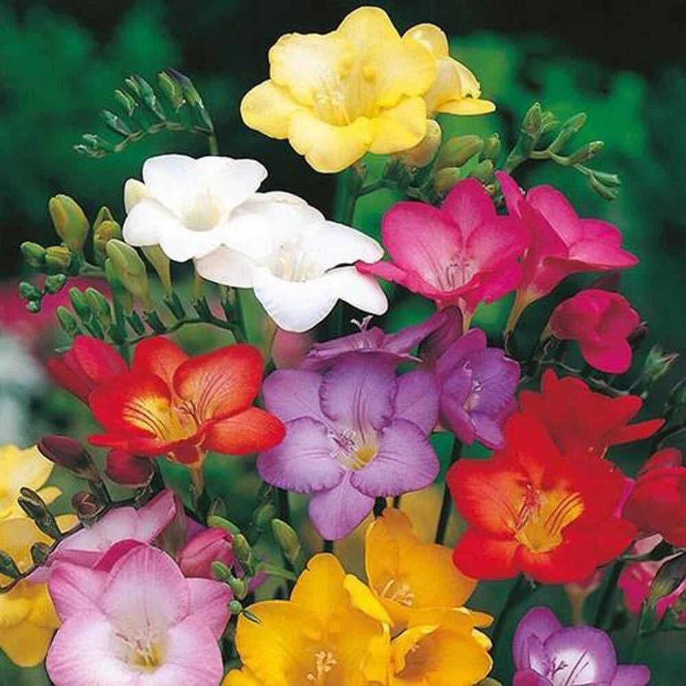 Freesia seeds of to sow now – Heirloom, Non-GMO, High Germination Organic Garden Seeds
