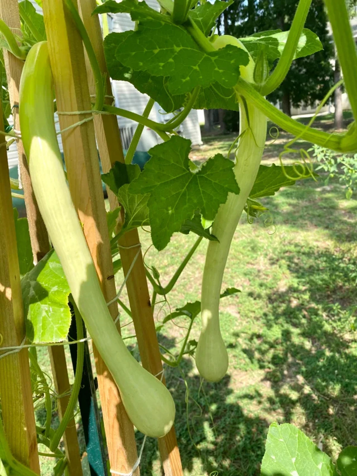 Tromboncino Squash Seeds Italian Zuchetta Cucuzzi Snake Gourd Bottle Seed – Heirloom, Non-GMO, High Germination Organic Garden Seeds