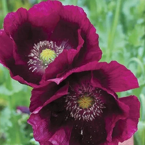 Lauren s Grape Poppy Seeds For Planting P Somnferum Seeds Papaver sp. heirloom non-GMO seeds