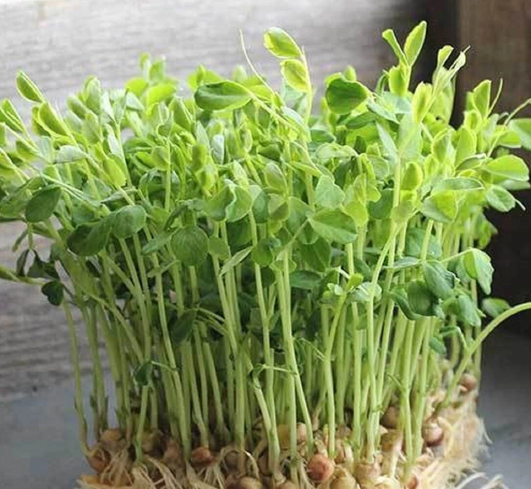 Dun Pea MICROGREEN Seeds Seeds for Sprouting heirloom non-gmo seeds