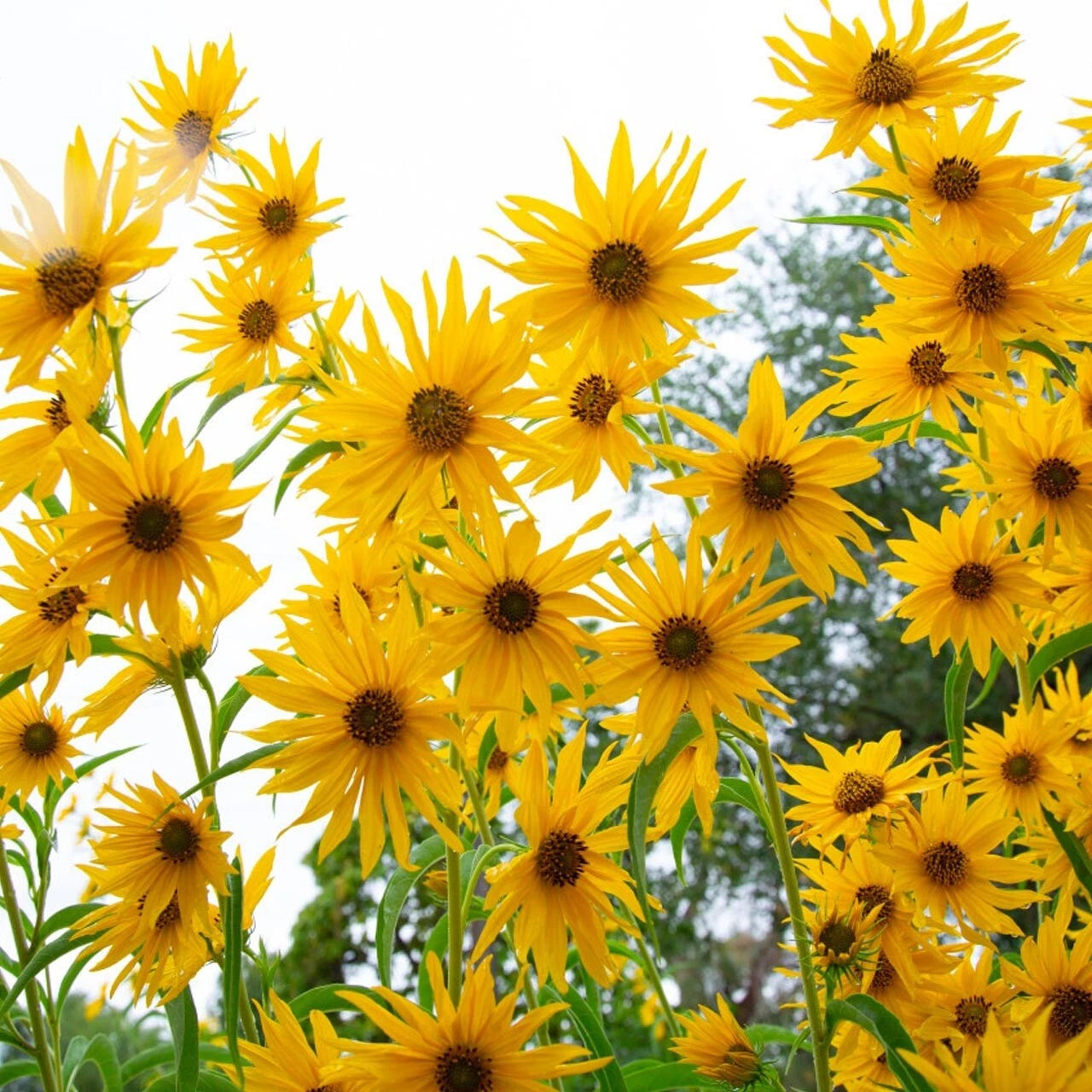 Maximilian Sunflower Yellow perennial Flowers butterflies Helianthus annuus heirloom non-gmo seeds
