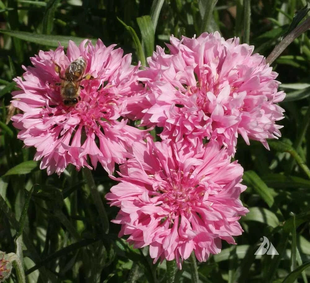 Cornflower Bachelor Button TALL PINK Flower Bees Love Seeds heirloom non-GMO seeds