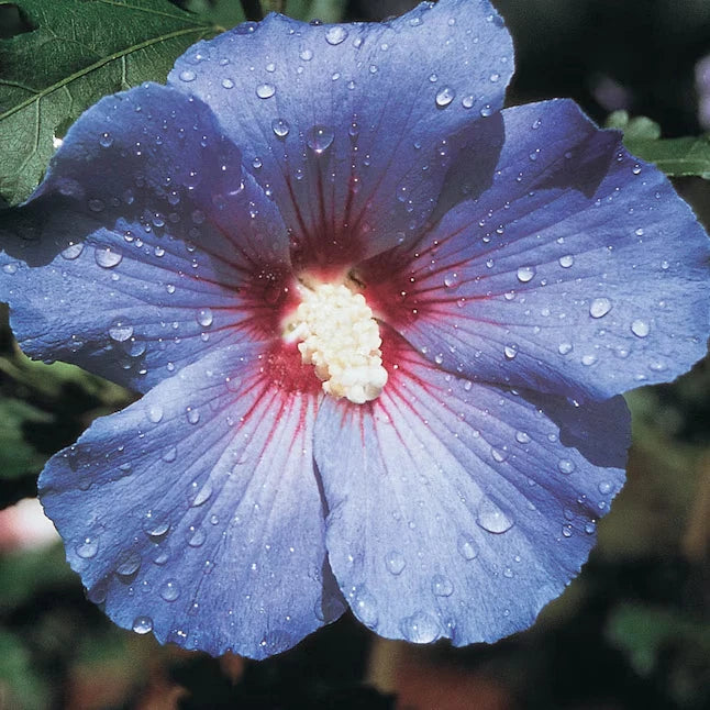 Hibiscus Rose of Sharon Seeds Blue Bird Hardy Perennial Shrub Purple Flowers heirloom non-gmo seeds