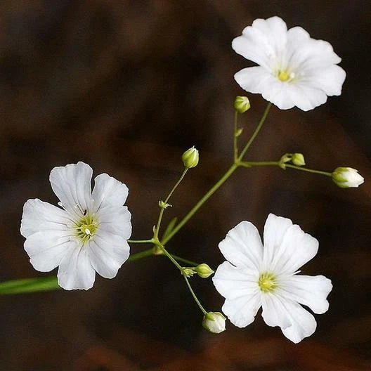 Baby s Breath WHITE Tall Cut Flowers Popular Seeds – Heirloom, Non-GMO, High Germination Organic Garden Seeds
