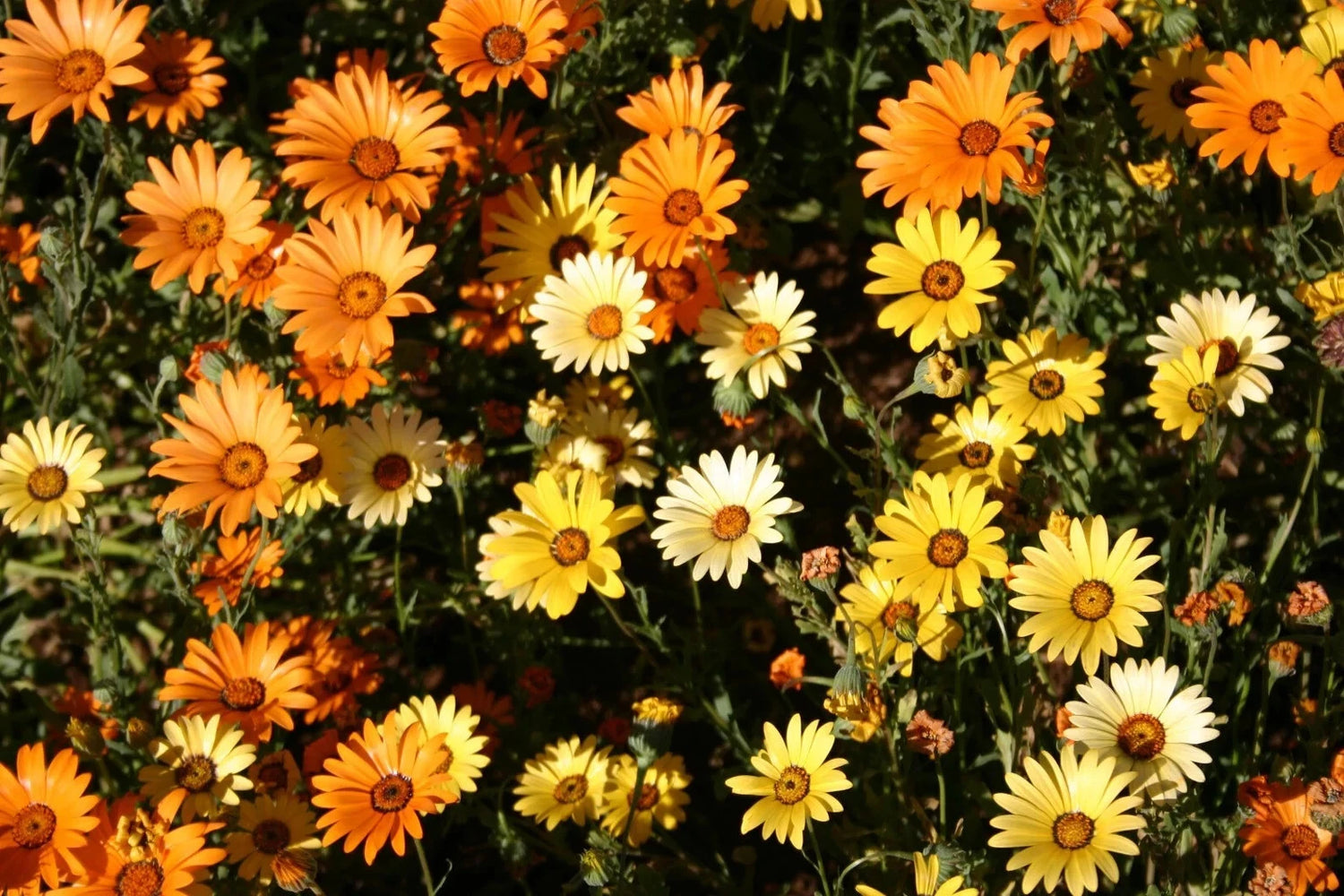 African Mix Daisy Flower Seeds Cape Marigold Yellow Orange Sunflower – Heirloom, Non-GMO, High Germination Organic Garden Seeds