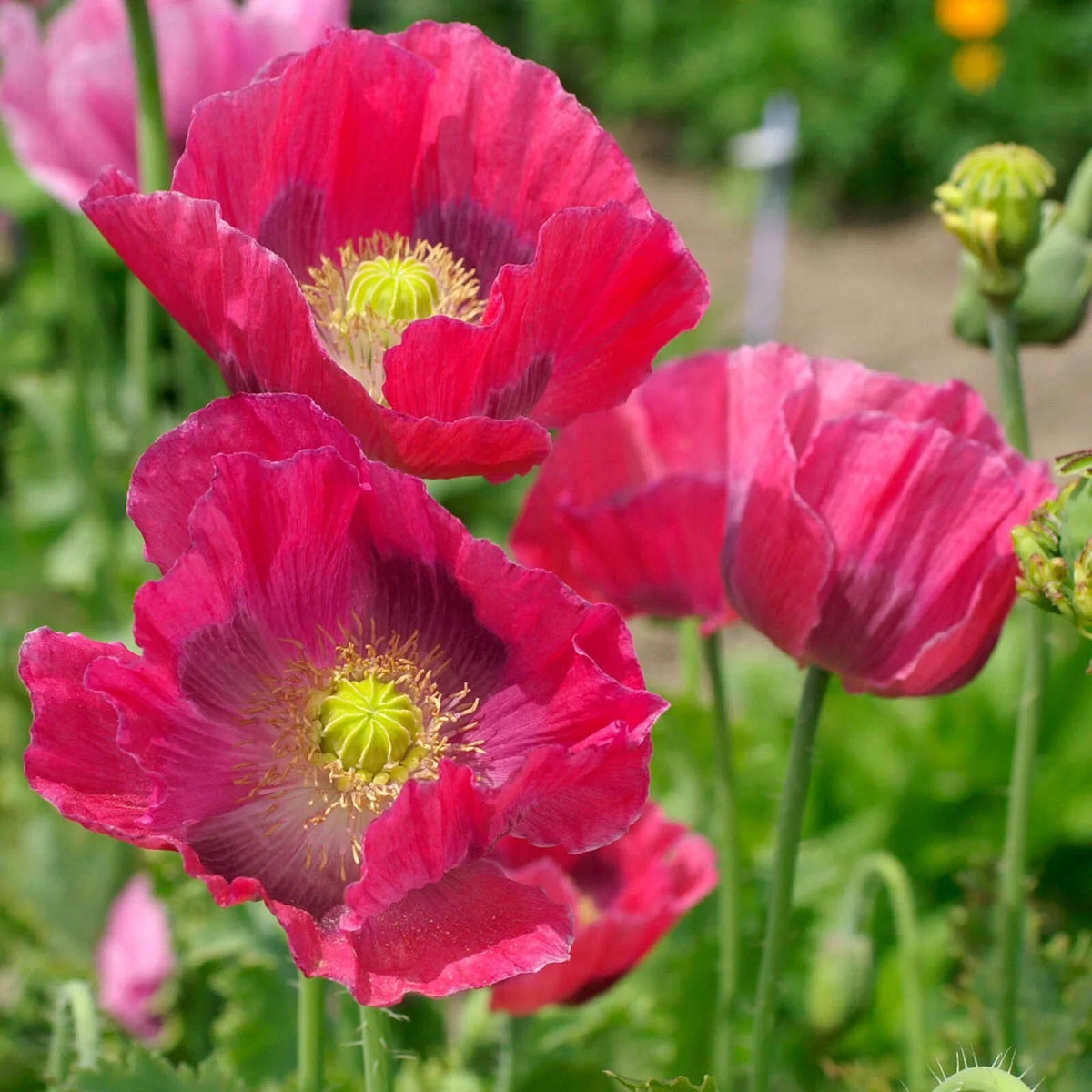 Poppy HENS & CHICKS UNIQUE Seed Pods Huge Flowers Reseeds Seeds ...
