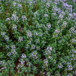 Thyme GERMAN WINTER Purple Garden Herb Fragrant Edible Seeds heirloom non-gmo seeds