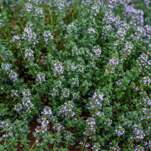 Thyme GERMAN WINTER Purple Garden Herb Fragrant Edible Seeds heirloom non-gmo seeds