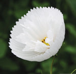 Cosmos Cupcake White Seeds - Seeds Per heirloom non-GMO seeds