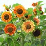 Evening Sun Sunflower Seeds Helianthus Anuus Bicolor Red OrangeYellow Helianthus annuus heirloom non-gmo seeds
