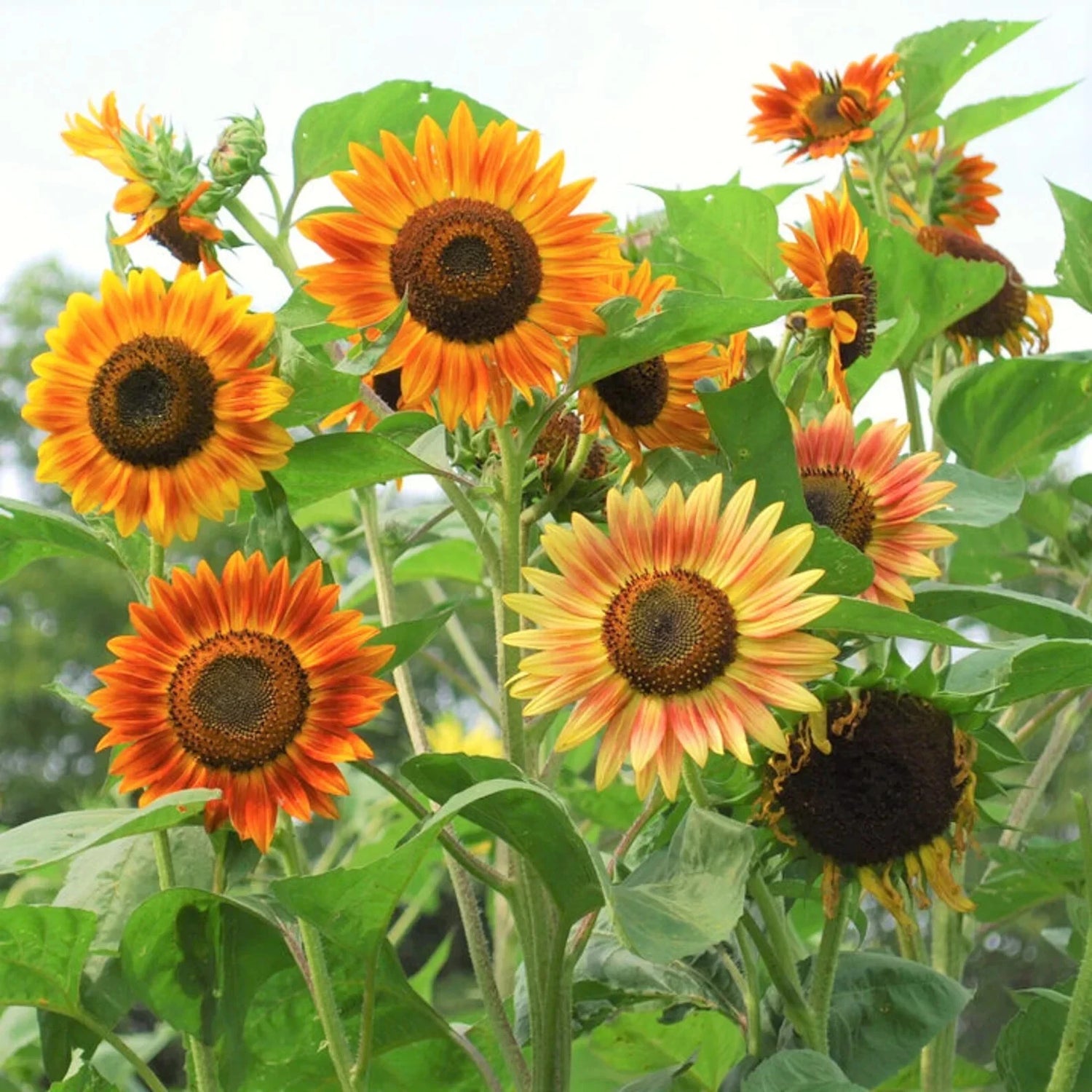 Evening Sun Sunflower Seeds Helianthus Anuus Bicolor Red OrangeYellow Helianthus annuus heirloom non-gmo seeds