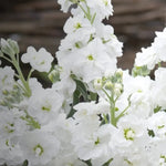 Column Stock White Goddess - seeds - Flower Matthiola incana heirloom non-gmo seeds