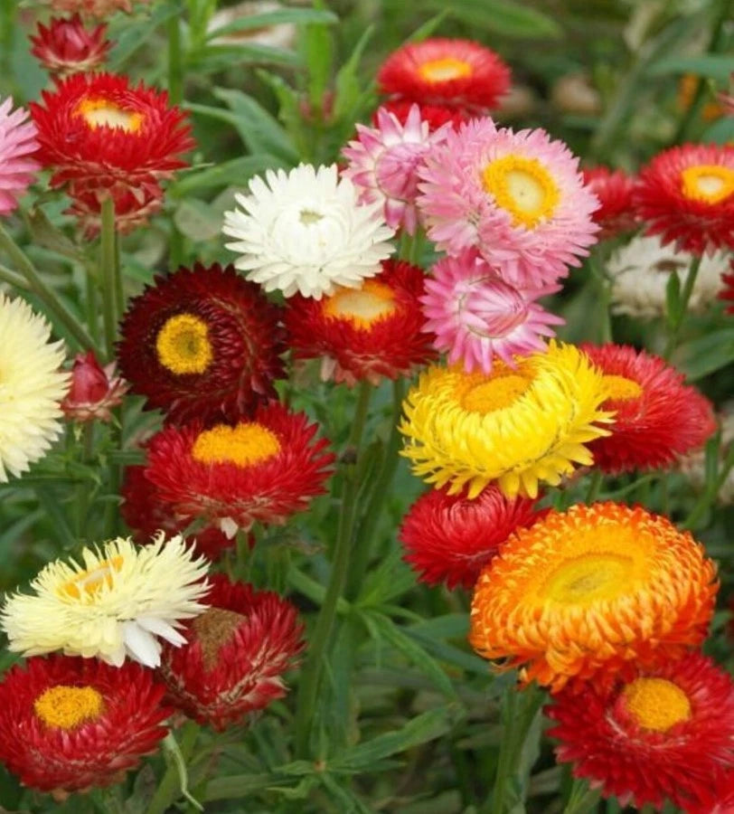 Swiss Giants Strawflower Mix Color - Seeds - Annual Flower Plant heirloom non-gmo seeds