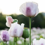 Tasmanian Poppy Garden Over Seeds Square Feet Coverage Papaver sp. heirloom non-gmo seeds