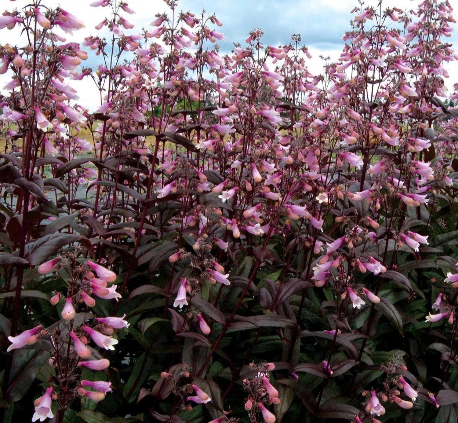 Beardtongue Dark Towers Penstemon Seeds – Heirloom, Non-GMO, High Germination Organic Garden Seeds