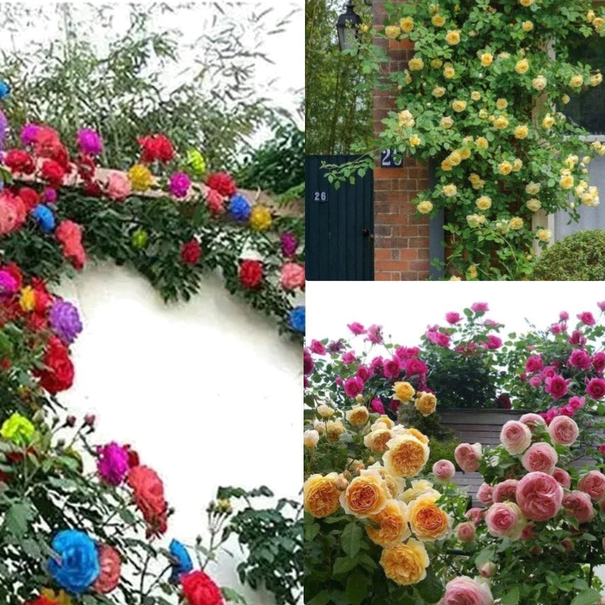 Mix Climbing Rose Seeds - Long-Blooming Ornamental Beauties heirloom non-gmo seeds