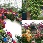 Mix Climbing Rose Seeds - Long-Blooming Ornamental Beauties heirloom non-gmo seeds