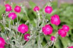Rose Campion seeds PINKS heirloom non-gmo seeds