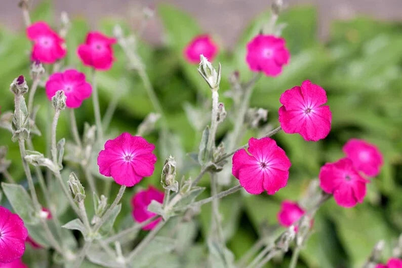 Rose Campion seeds PINKS heirloom non-gmo seeds