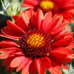 Arizona Red Shades Blanket Flower Seeds The Brooklyn Botanical Gardens Club heirloom non-gmo seeds