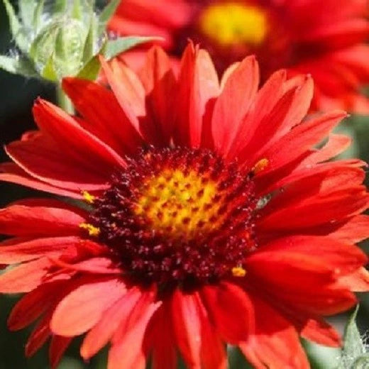 Arizona Red Shades Blanket Flower Seeds The Brooklyn Botanical Gardens Club heirloom non-gmo seeds