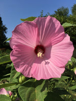 Pink Swamp Rose Mallow Seeds - Hardy Hibiscus Moscheutos crop heirloom non-gmo seeds