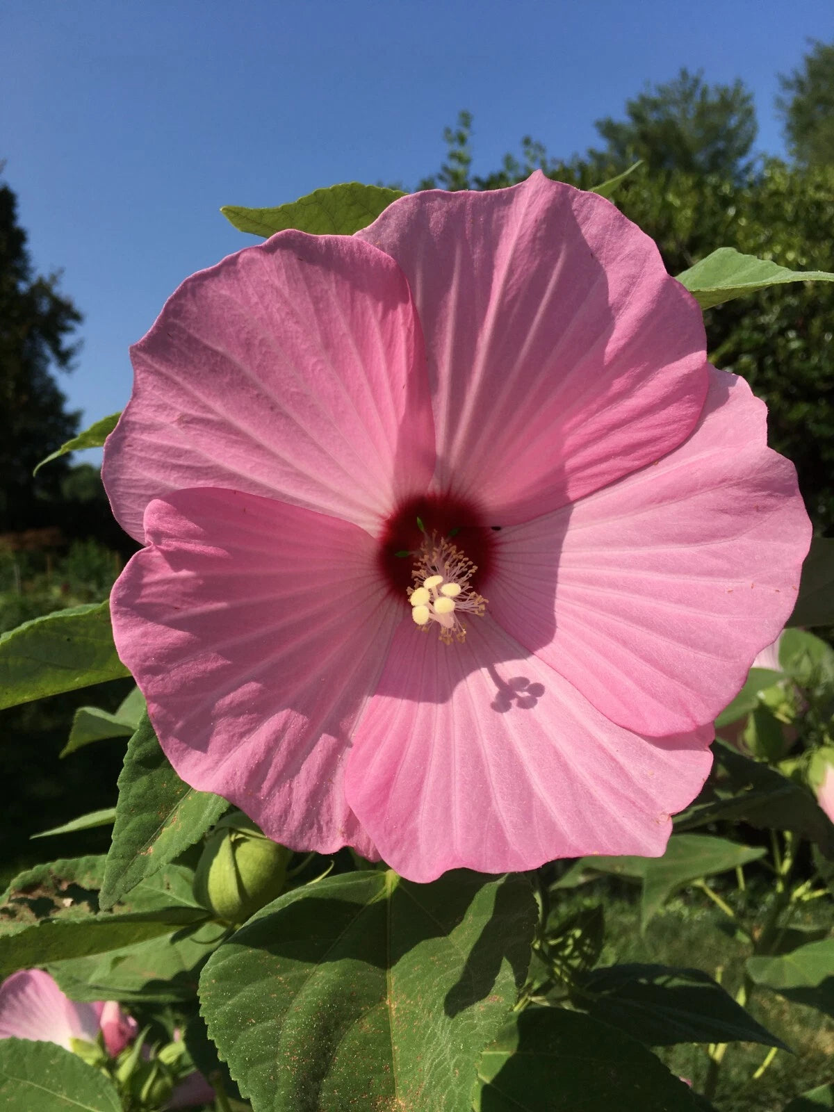 Pink Swamp Rose Mallow Seeds - Hardy Hibiscus Moscheutos crop heirloom non-gmo seeds