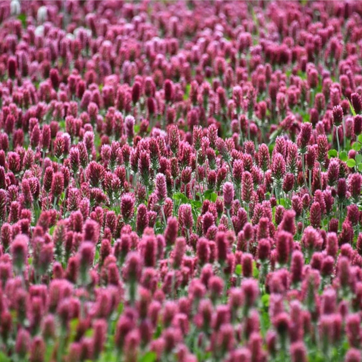 Crimson Clover - Cover Crop Seeds heirloom non-gmo seeds