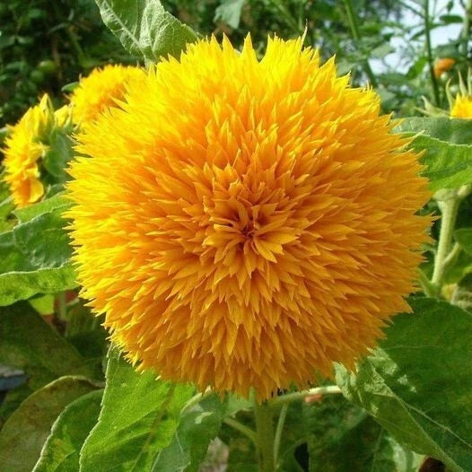 Teddy Bear Dwarf Sunflower Seeds - Seeds - Blooms Helianthus annuus heirloom non-gmo seeds