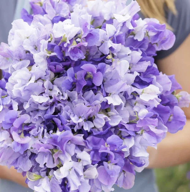 Sweet Pea BLUE MIX Fragrant Climbing Vine Blue Flowers Seeds heirloom non-GMO seeds